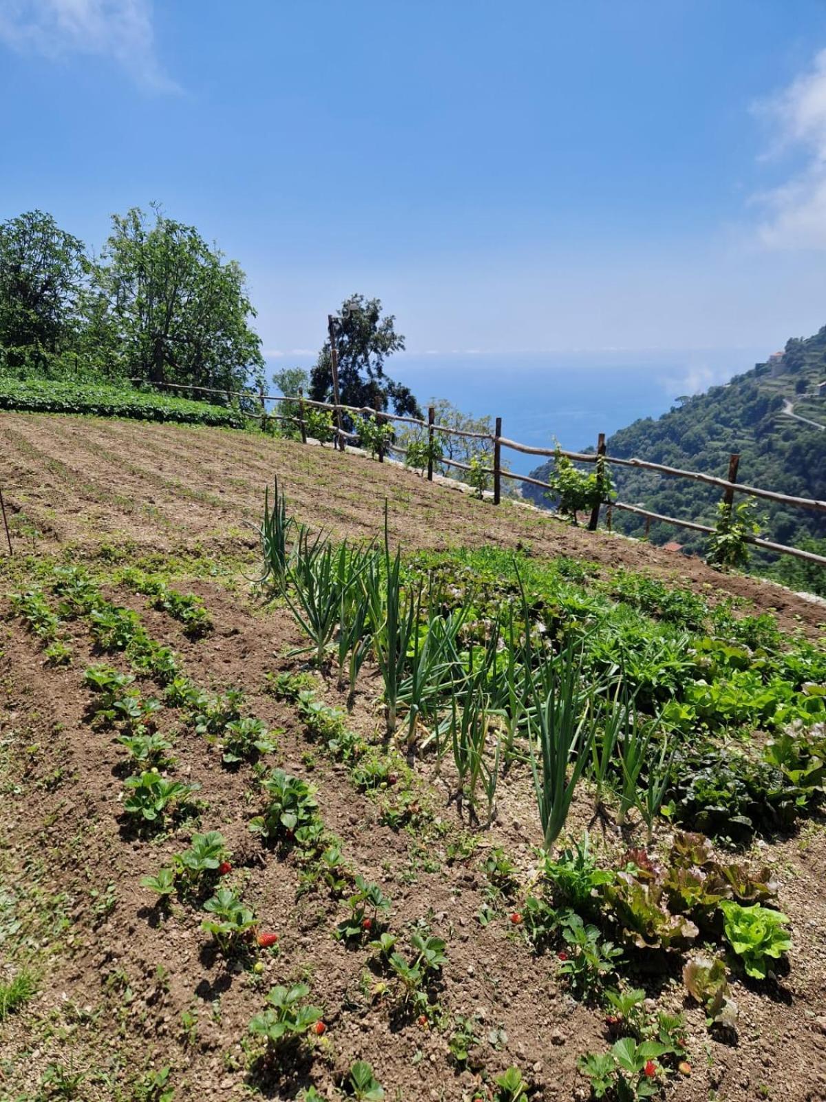 Agriturismo Orrido Di Pino Βίλα Agerola Εξωτερικό φωτογραφία